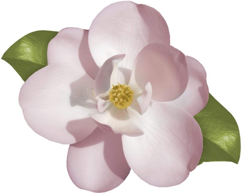White Gardenia Blossom Isolated - Gardenia Flower Image Png (1000x799)