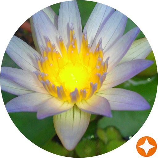 Sacred Lotus (512x512)