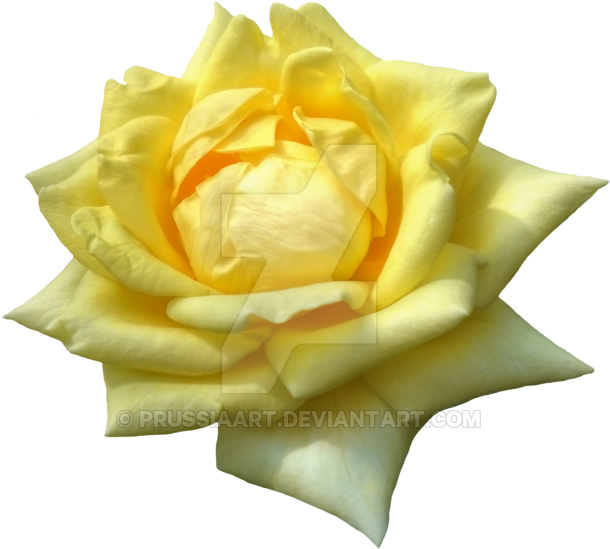 Flower Of Yellow Roses On A Transparent Background - Yellow (800x618)