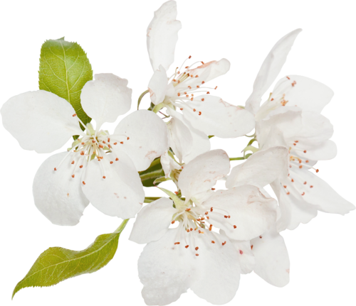 Dbb Forestberries El05 Dbb Forestberries El04 - Cherry Blossom (500x431)