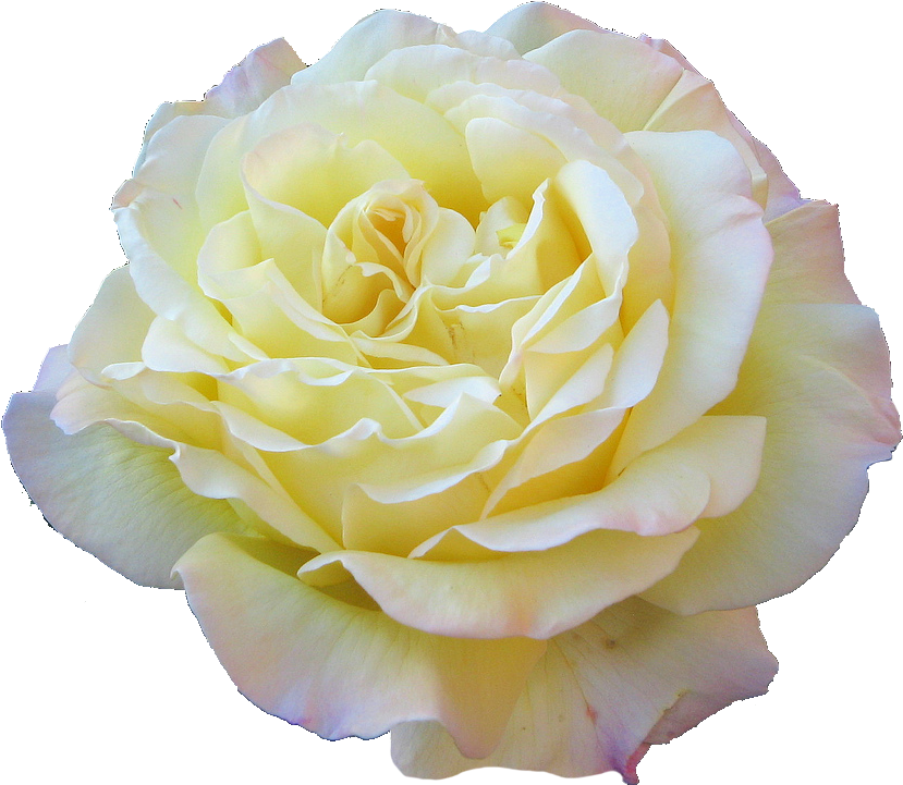 Flower Drawings Tumblr - Yellow Transparent Tumblr Floral (840x726)