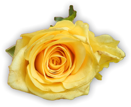 Lovely Yellow Roses - Rose (560x560)