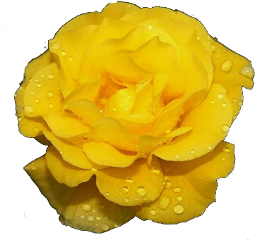 Изображение Для Плейкаста - Beautifull Yellow Rose Png (380x342)