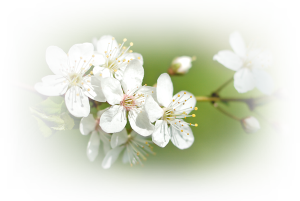 At Beltane We Celebrate The Fertile Height Of Spring - Cherry Blossom (600x402)