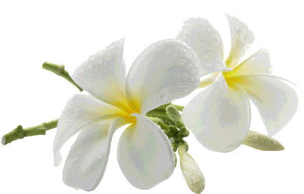 Budi U Miru U Svjetlosti - กลอน ดอก ลีลา วดี (450x293)