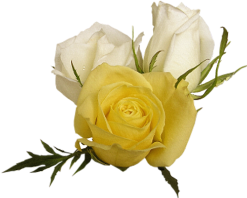 Png Gül Resimleri Rose Png Images - Cut Flowers (500x411)