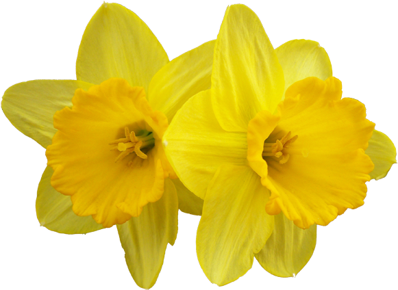 Name Of A Yellow Flower (600x437)