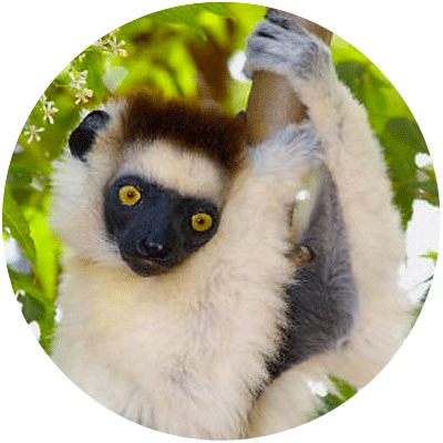 Sifaka Soyeux - Verreaux's Sifaka (400x400)