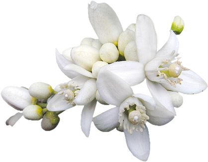 Azzahár Includes Remains Of The Roman Wall, First Century - Aroma & More Neroli Essential Oil Dilute 10% (tunisia) (461x324)