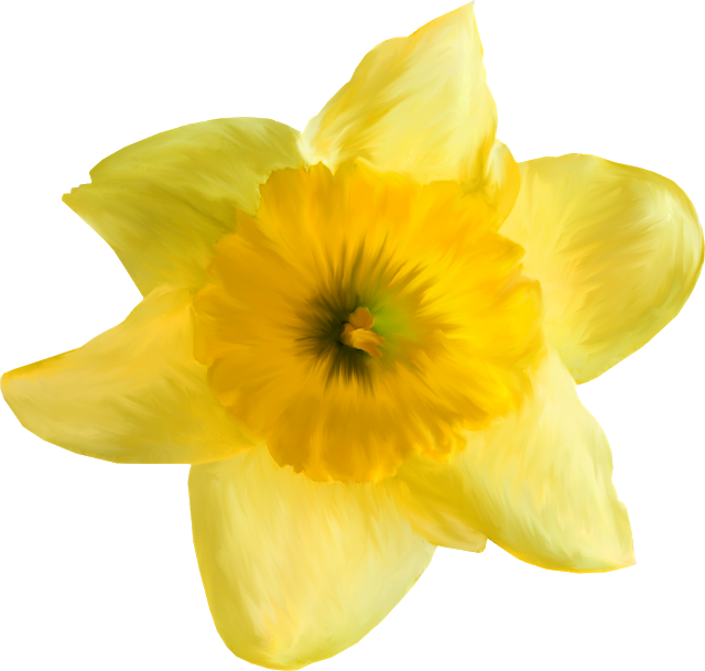 Tubes Bloemen Geel Nr - Żonkil Png (640x609)