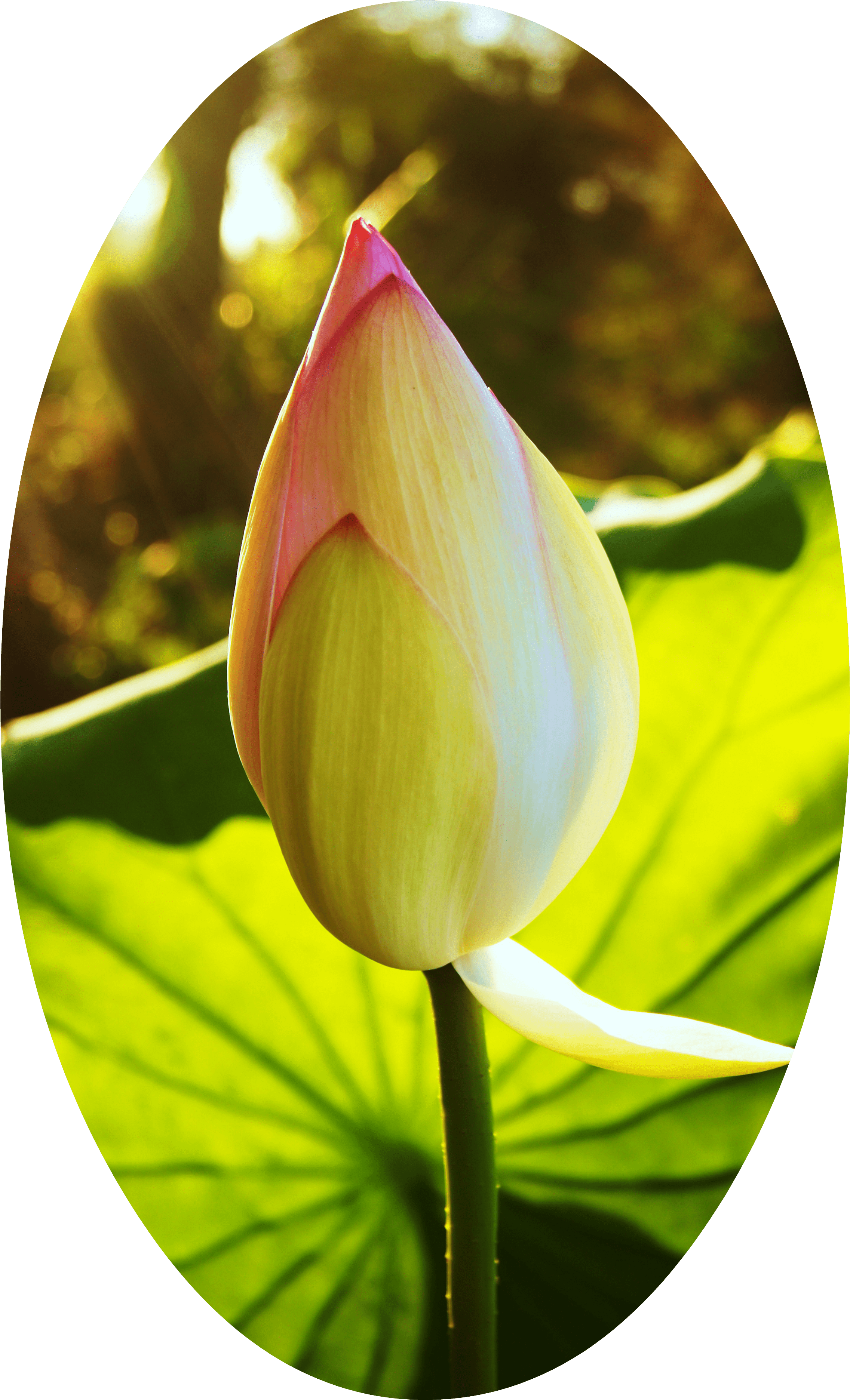 Sacred Lotus (2658x4000)