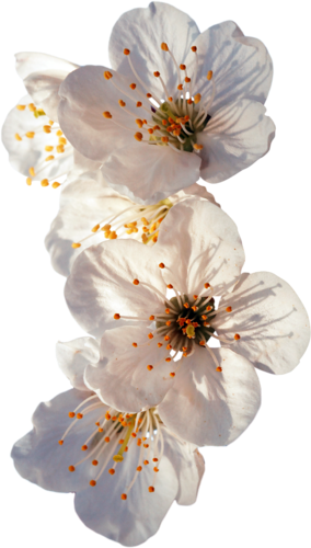 Publicat De Eu Ciresica La - Cherry Blossom (284x500)