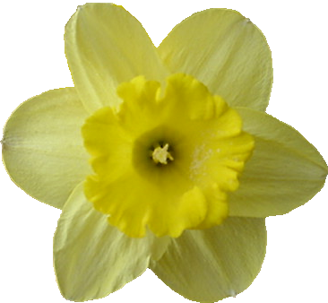 Par Uluru Dans Printemps Le 4 Février 2018 À - Cowslip (366x338)