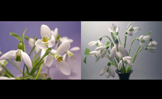Va Doresc O Primavara Minunata - Snowdrop (620x378)