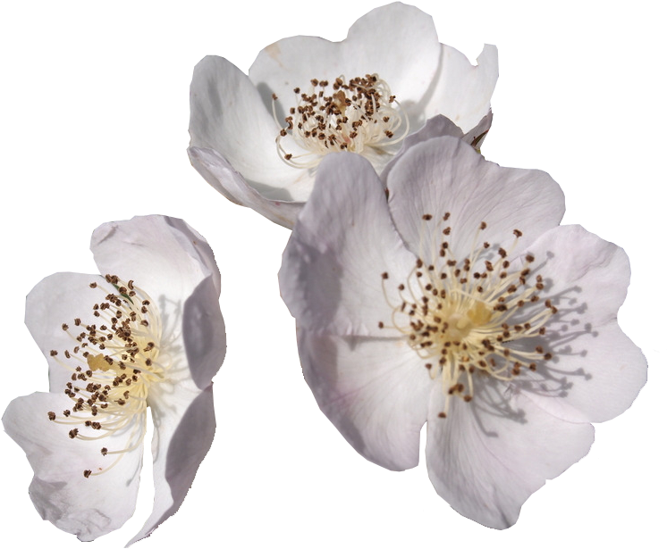 White Prickly Pear Flower - Rosa Canina (1024x683)