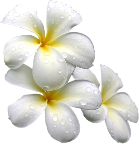 0 15e317 Ee87771f L - Fleur Exotique Png (483x500)