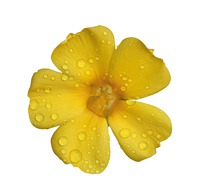 Turnera Diffusa - Damiana (408x394)