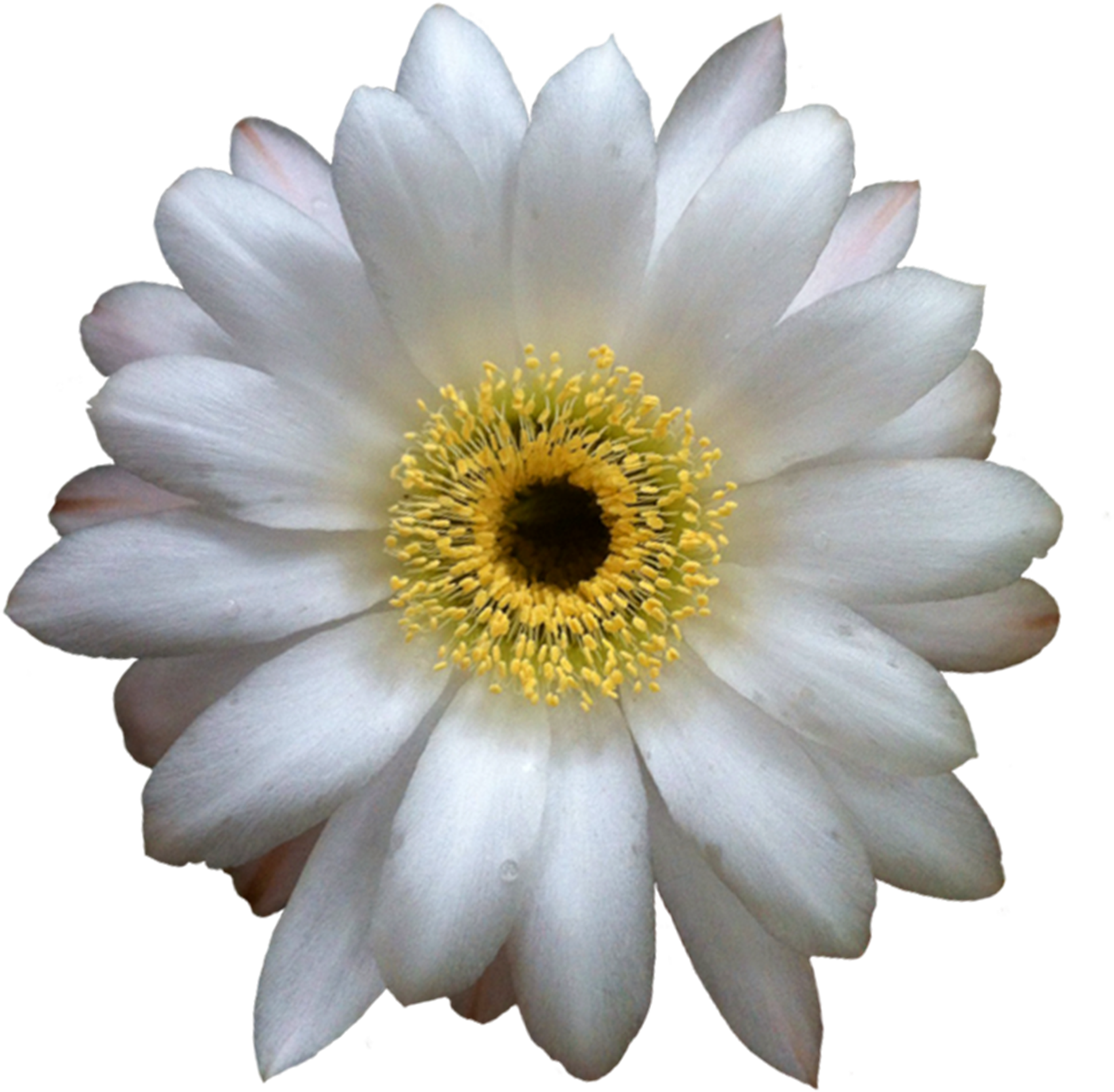 File Cactus Flower Extracted - Cactus Flower Transparent Background (3999x3999)