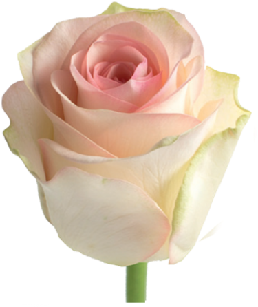 Senorita - Garden Roses (500x500)