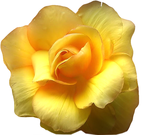 Roses Série 1les Tournesols » - Art Of Living: Self-inquiry (600x550)