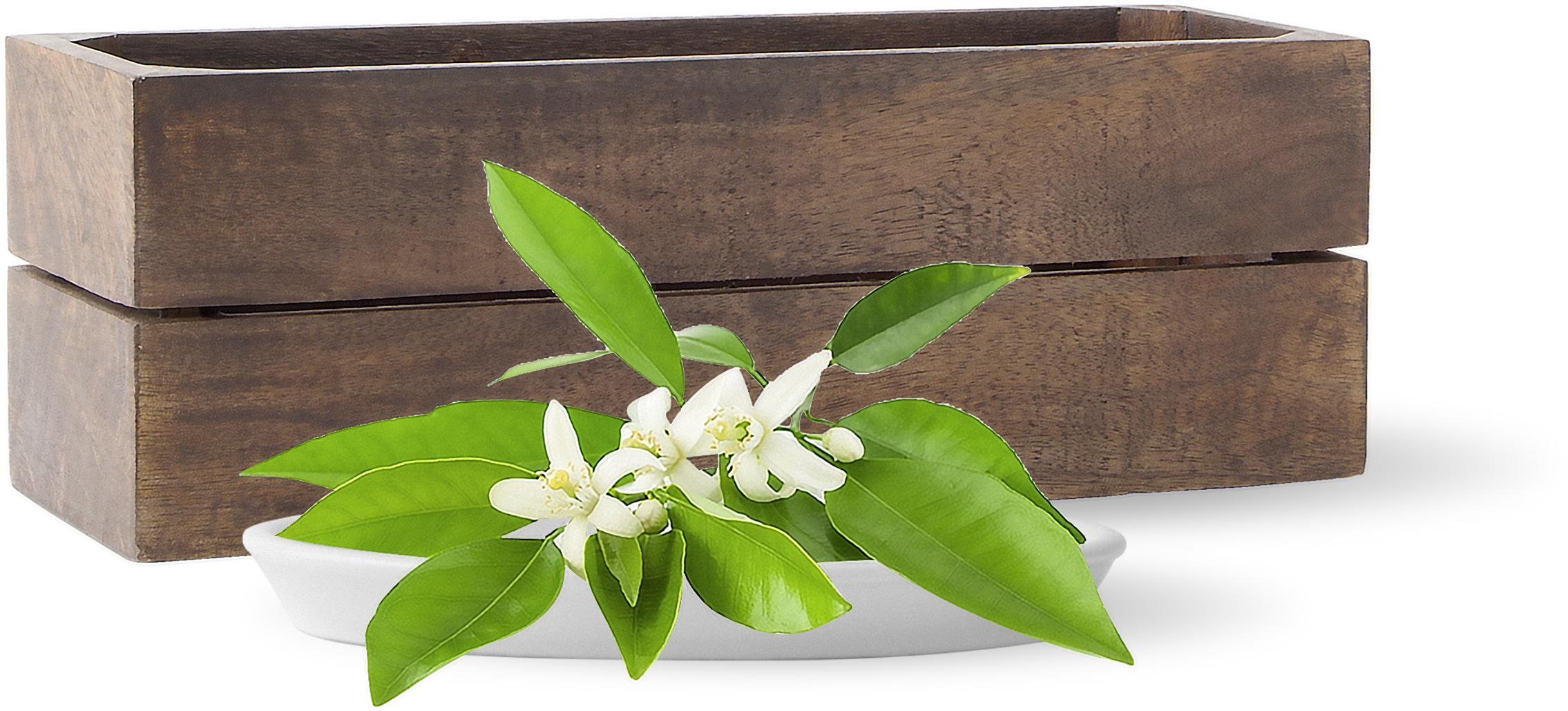 Des Ingrédients Certifiés Biologiques - Bay Laurel (2398x1103)