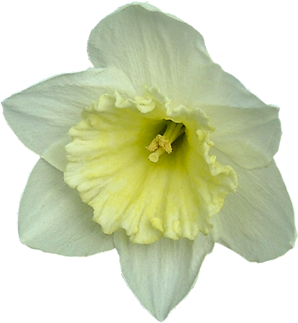 Цветы - Narcissus (450x495)