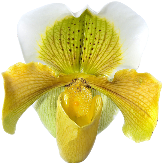 Young Fellow Award - Lady's-slipper (624x609)