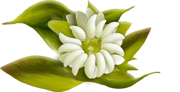 Fleurs,tube,flowers,png - Artificial Flower (600x307)