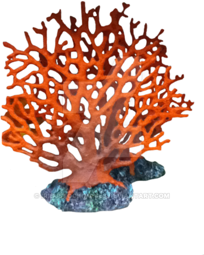 1 Photo - Transparent Background Coral Transparent (400x533)