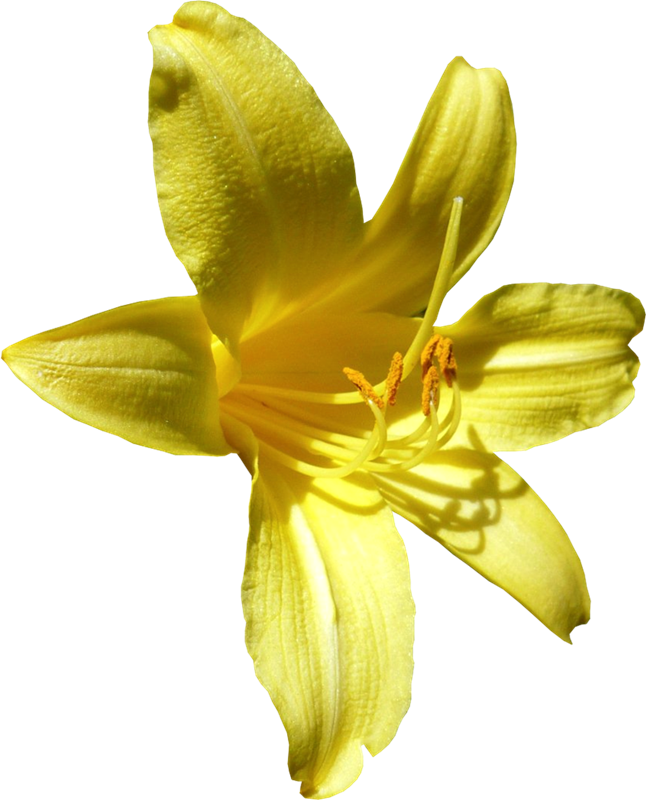 Imágenes Para Photoscape De Flores Y Plantas - Yellow Flowers (646x800)