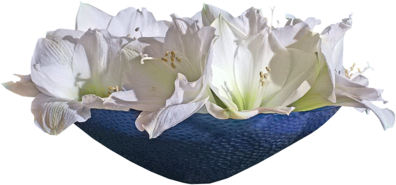 Nie Lękajcie Się - Lily (802x376)