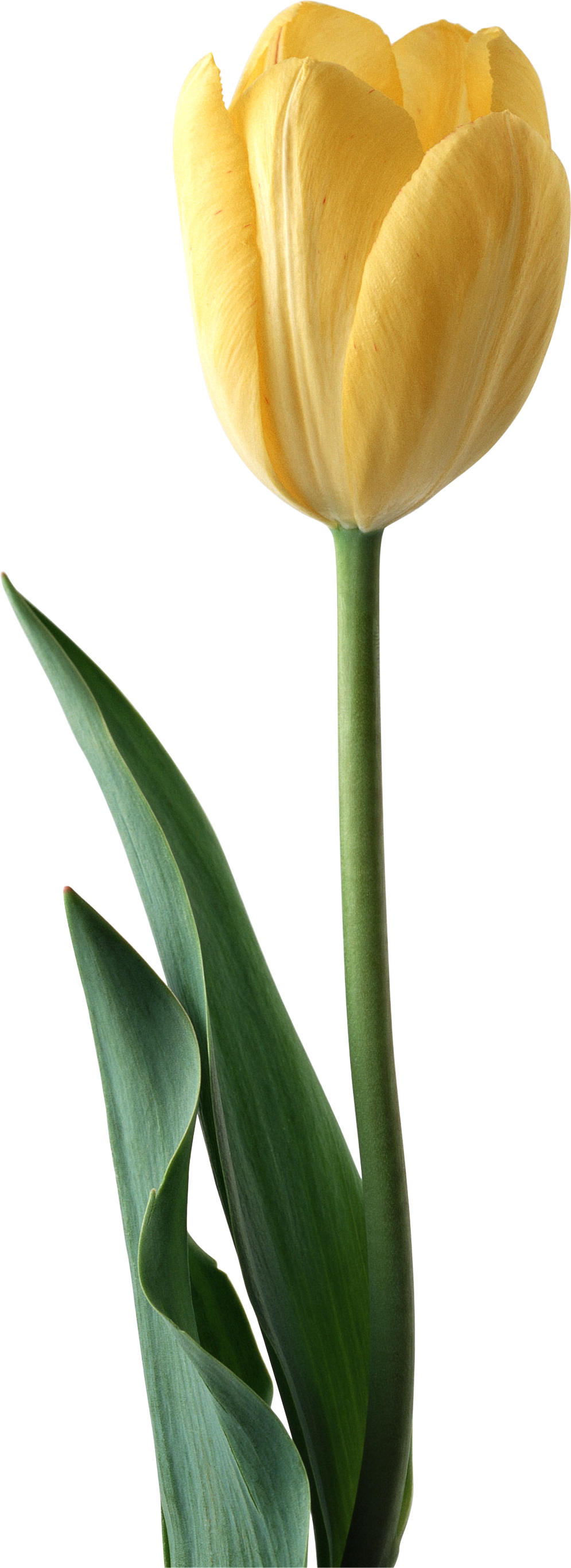 Tulip (995x2731)