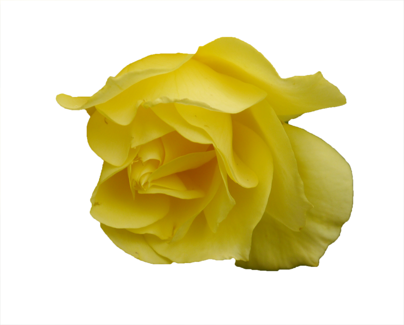 Rose (800x644)