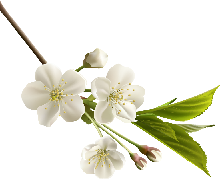 Png Клипарт "beautiful Flowers" - White Cherry Blossom Flower (779x632)