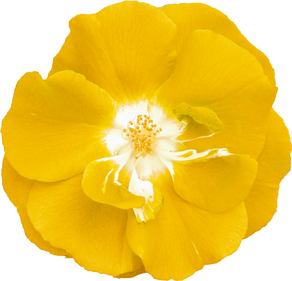 三色すみれ5 - Eschscholzia Californica (1024x980)