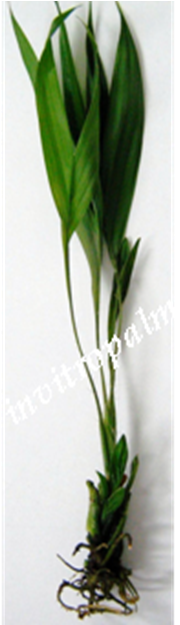 Invitropalm Consultoria, Estudo E Desenvolvimento Biológico - Grass (263x630)