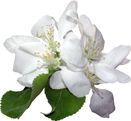 Белые Цветы - Flower (500x464)