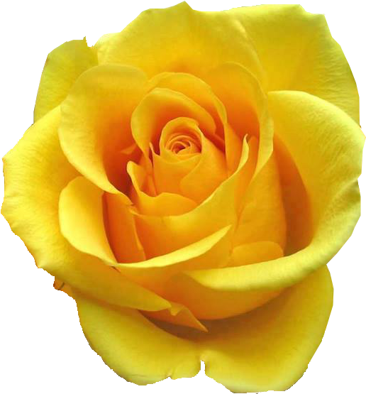 Flower Sticker Rosa Amarela Clip Art - Rosa Amarela Em Png (614x636)