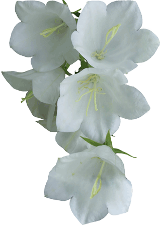 White Flower Png - Real White Flower Png (320x451)