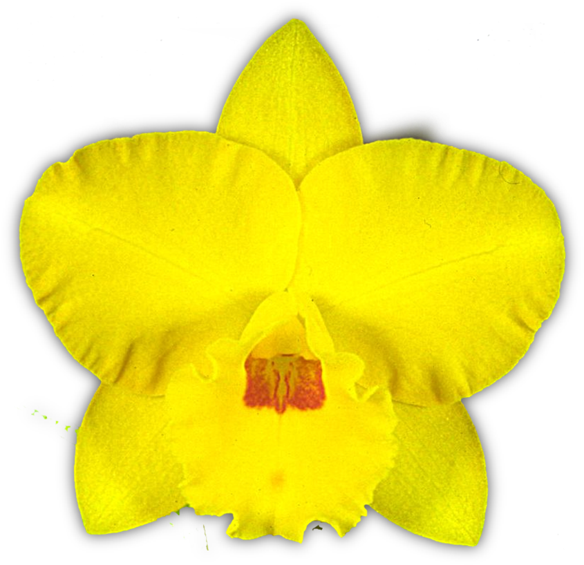 Free Spirit 'lea' Am/qos - Cattleya Orchids (868x839)