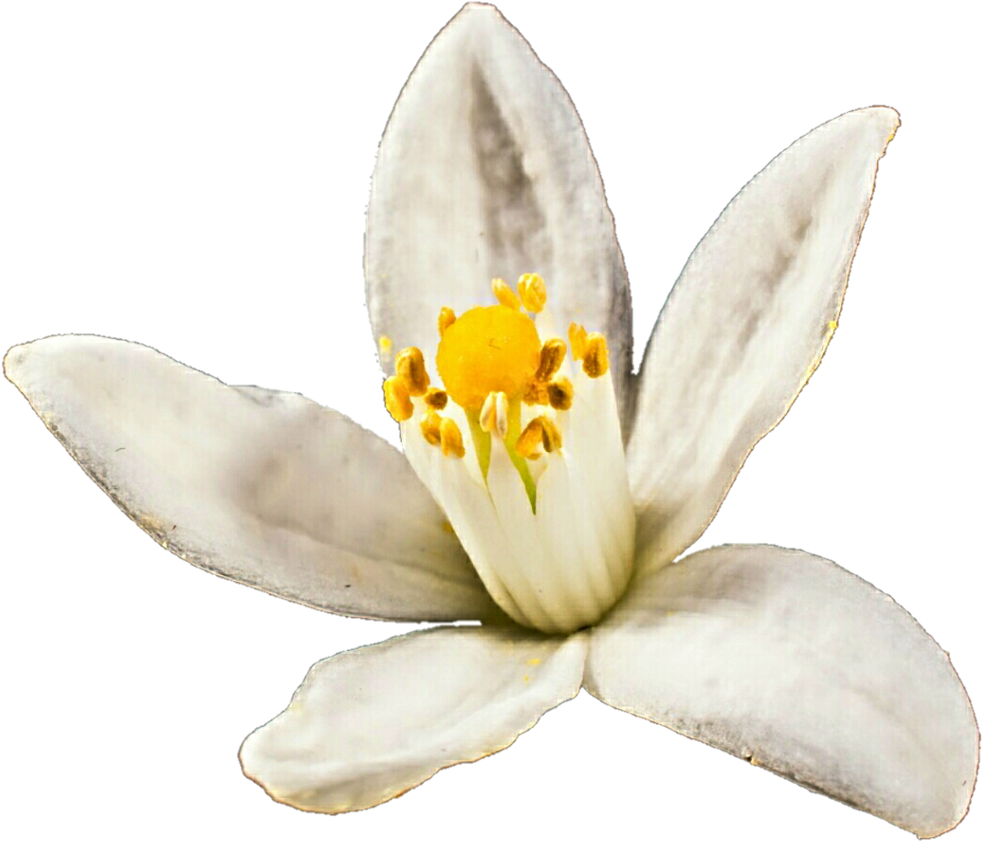 Orange Blossom By Jeanicebartzen27 Orange Blossom By - Orange Blossom Flower Png (1024x868)