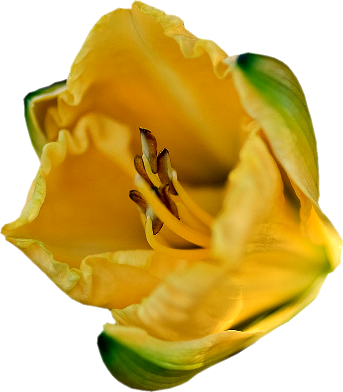 Imágenes Para Photoscape De Flores Y Plantas - Tulip (700x800)