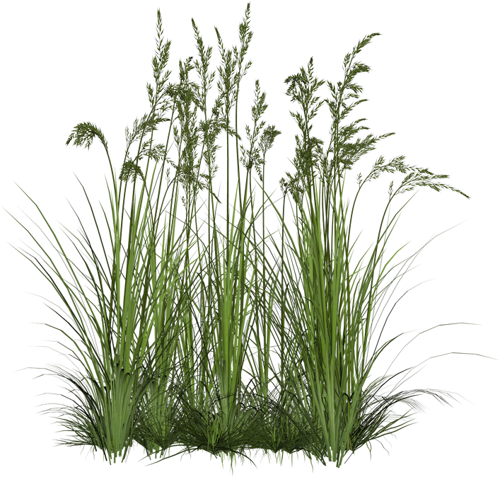 Landscape Design In The Garden - Plant With Transparent Background (1000x707)