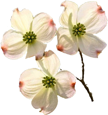 Dogwoodblooms Details - Dogwood Png (389x399)