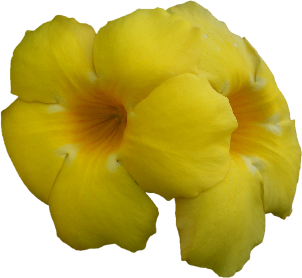 An Offering By - Desert Rose (1016x934)