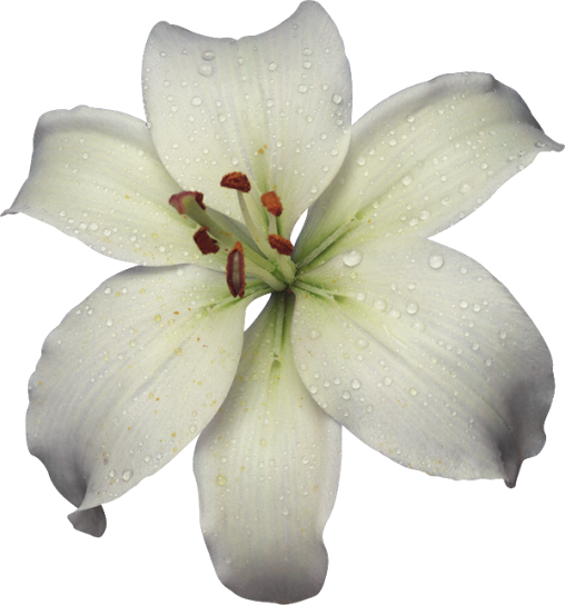 White Lily Flower Gifs Beautiful Small Flowers And - Flower Gifs White Lily (508x544)