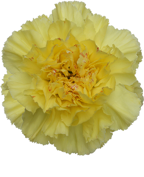 Colibri Flowers Carnation Hermes, Grower Of Carnations, - Yellow (600x600)
