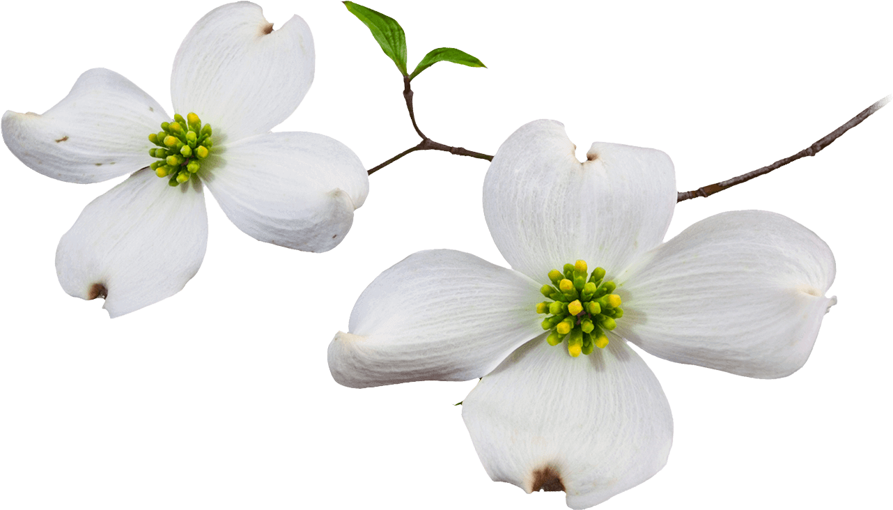 Dogwood Flower - Dogwood Flower Png (1370x768)