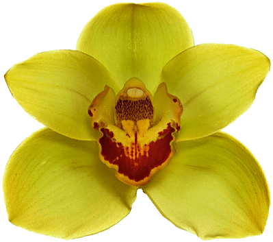 Orchids In Trasparent Background (400x400)