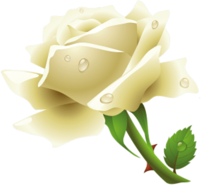 0 Kbyte, Images, Screen - Png Format Roses Png (850x817)